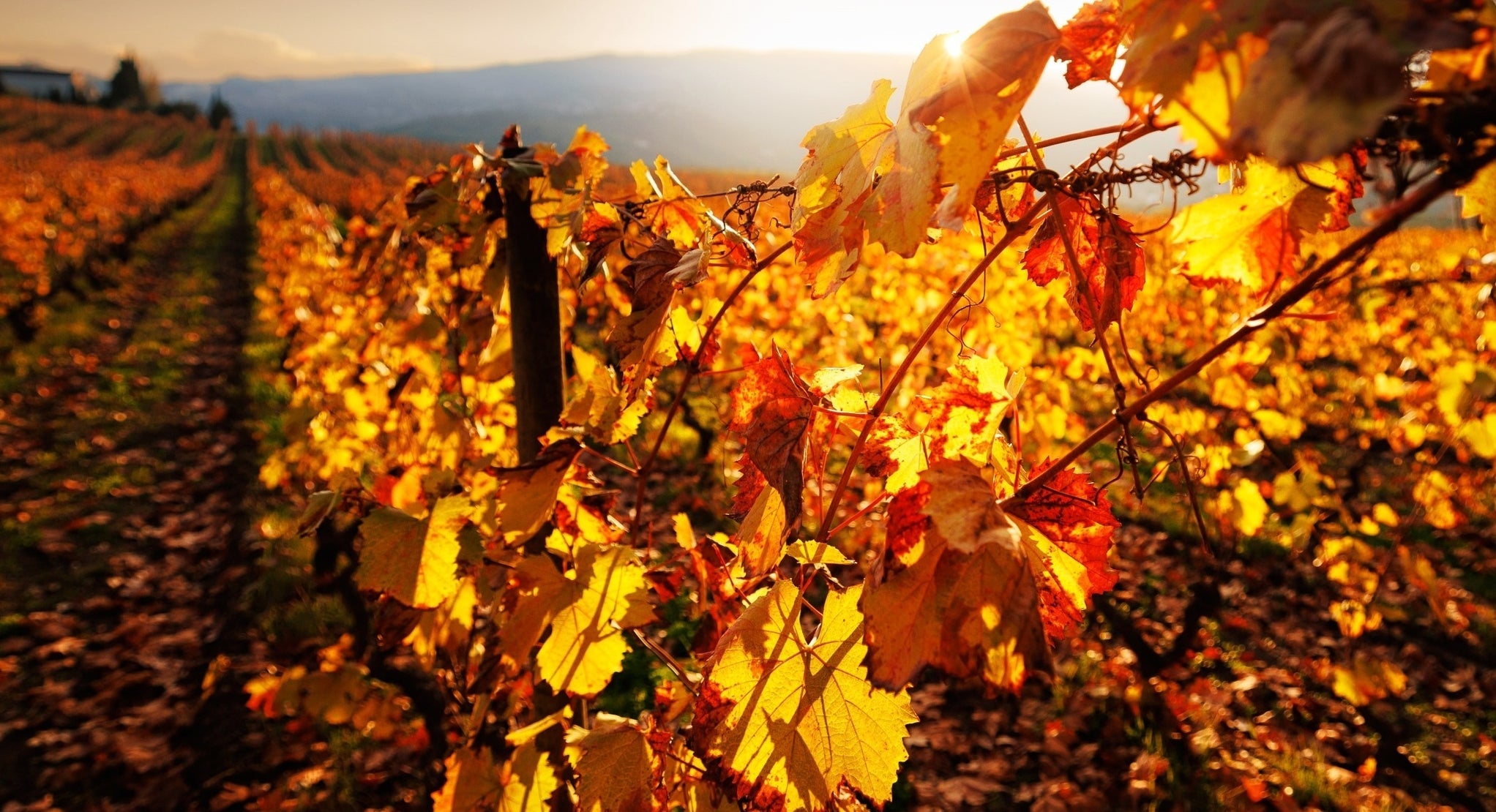 All Wines